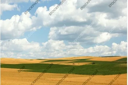 Нива засята със слънчоглед и царевица