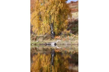 Есенен пейзаж. Есен в Родопите.