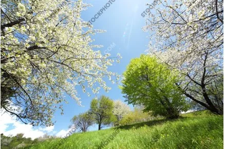 Пролетен пейзаж с цъфнали дървета в Родопите