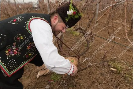 Трифон зарезан. Празник на виното в Сухиндол