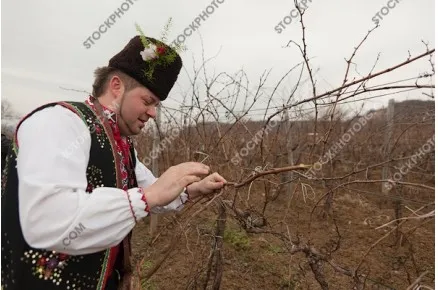 Трифон зарезан. Празник на виното в Сухиндол