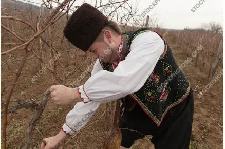 Трифон зарезан. Празник на виното в Сухиндол