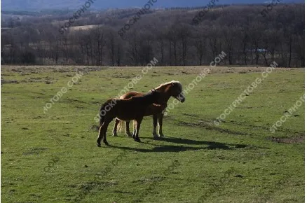 Коне на паша