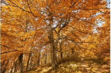 Есенен пейзаж в Стара планина.