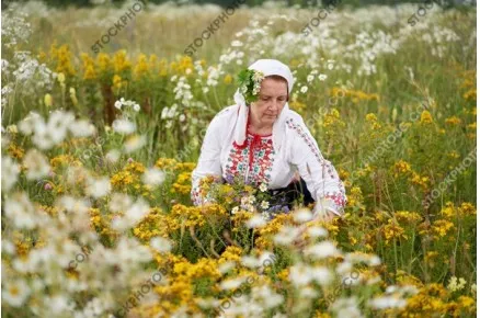Еньовден. Български народни традиции и обичаи