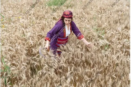 Жътва в Родопите. Жътвари в народни носии