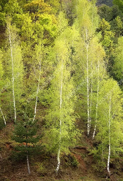 Брезова гора