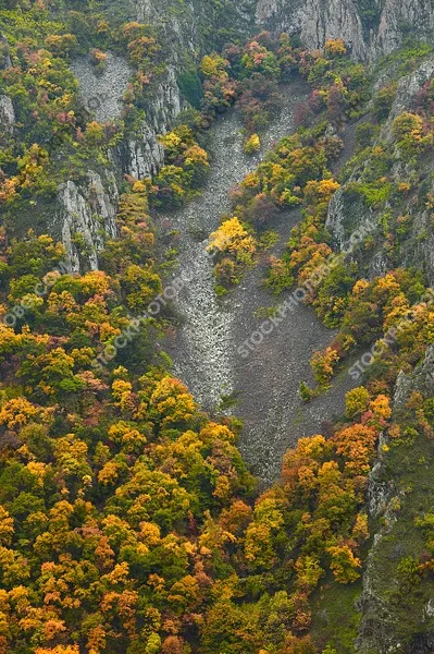 Есенен пейзаж. Есен в широколистна гора.
