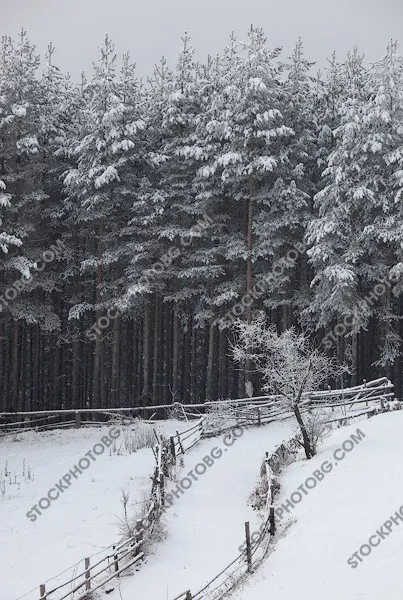 Борова гора през зимата, затрупана със сняг