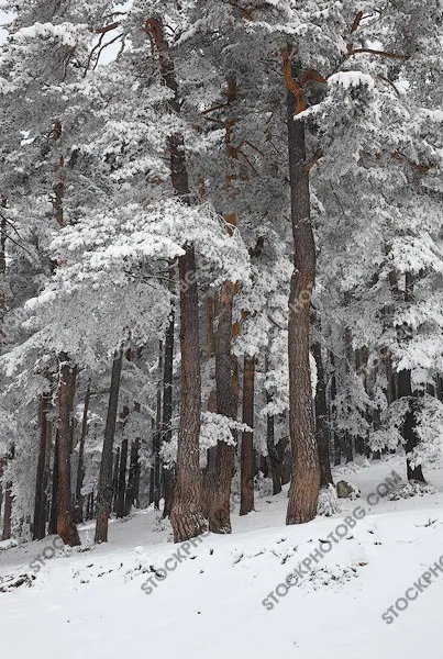 Борова гора през зимата, затрупана със сняг