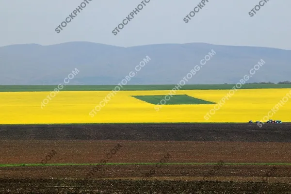 Зелена нива 
