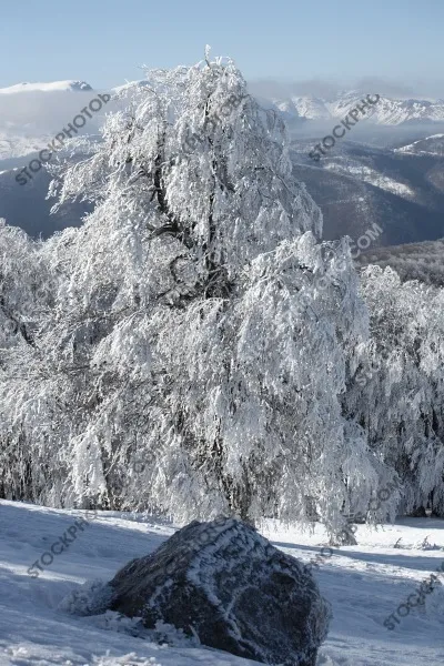 Снимка на зима в Балкана