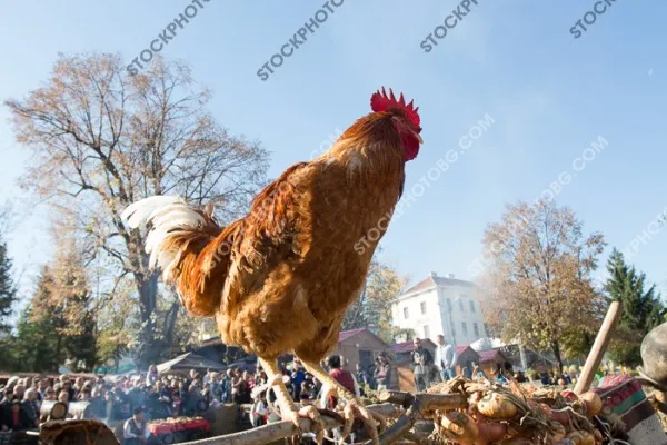 Фолклорни мотиви и детайли