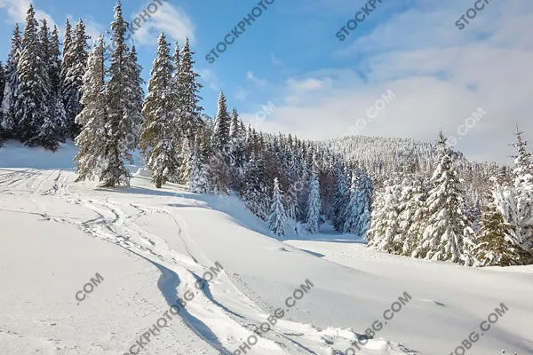 Зимен пейзаж в Родопите