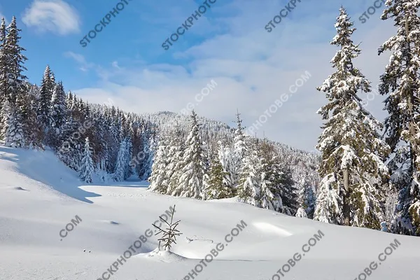 Зимен пейзаж в Родопите