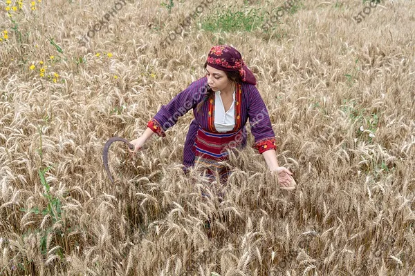 Жътва в Родопите. Жътвари в народни носии